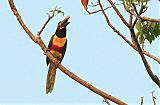 Chestnut-eared Aracari